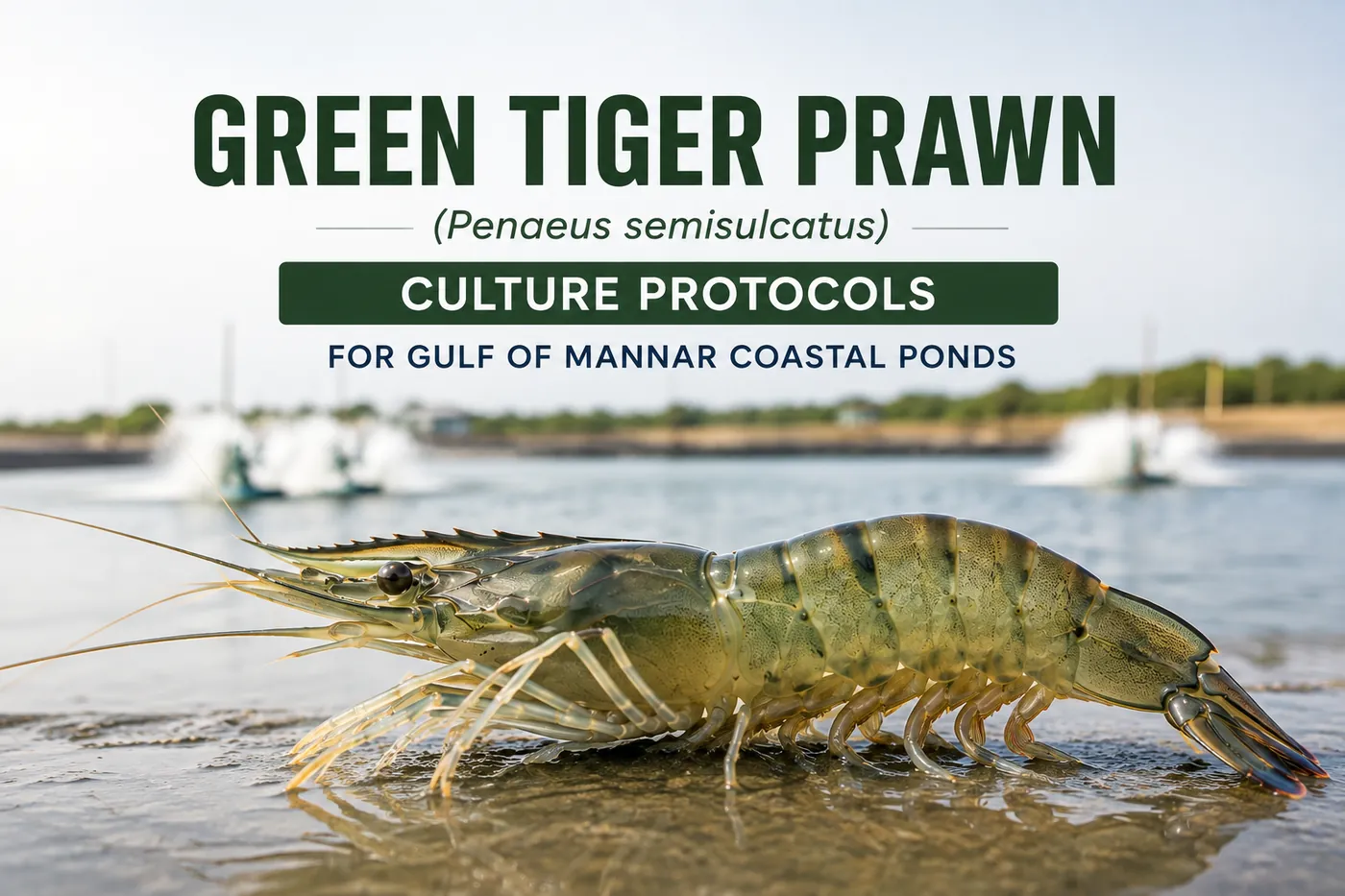 Green Tiger Prawn (Penaeus semisulcatus) Culture Protocols for Gulf of Mannar Coastal Ponds