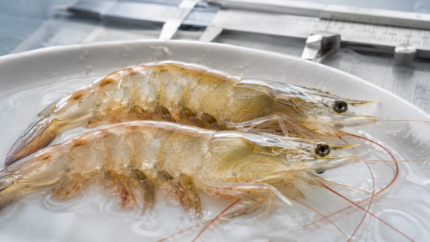 Indian White Shrimp (Penaeus indicus) Farming: Low-Input Coastal Culture Blueprint